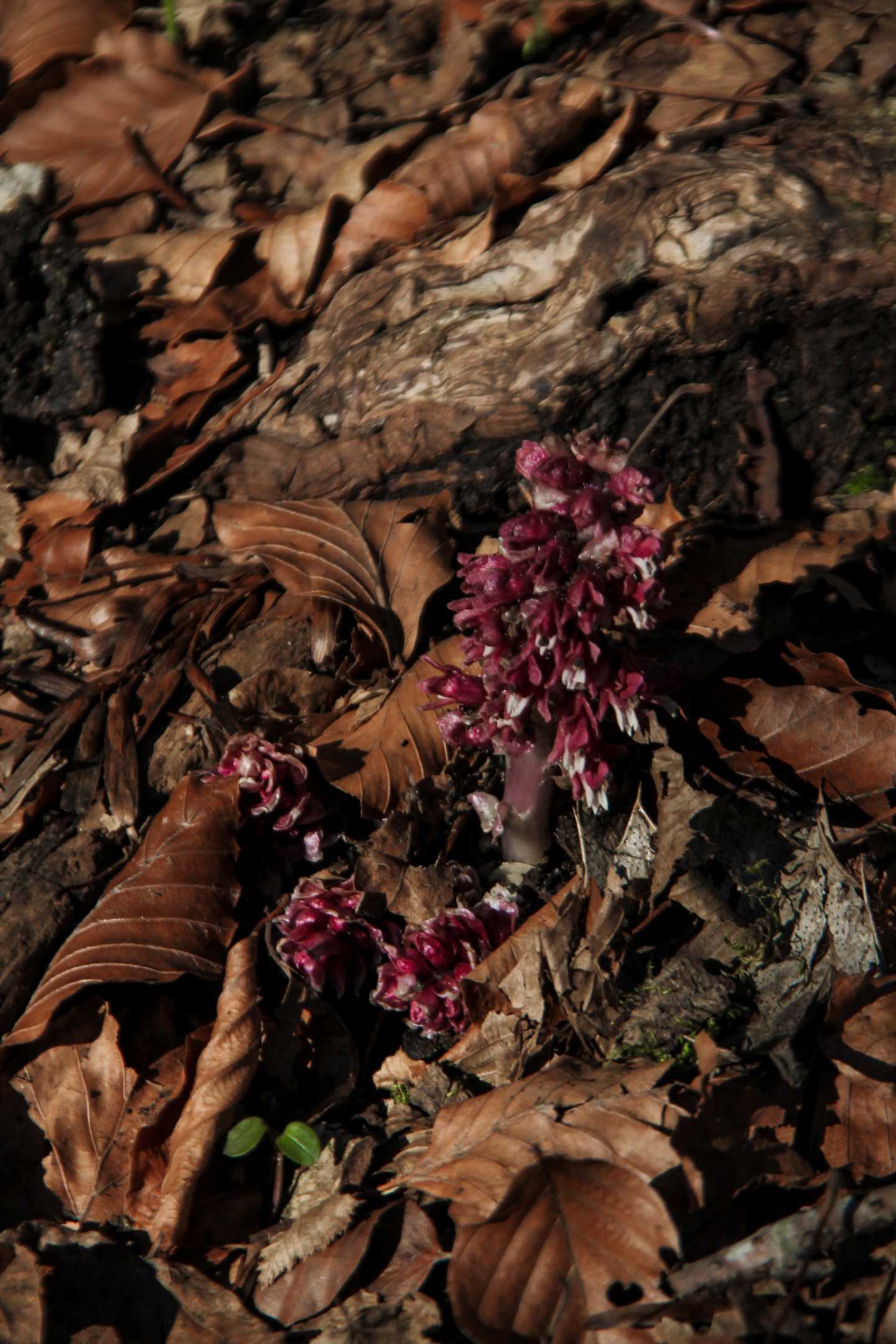 Lathraea squamaria  (Lamiales - Orobanchaceae)