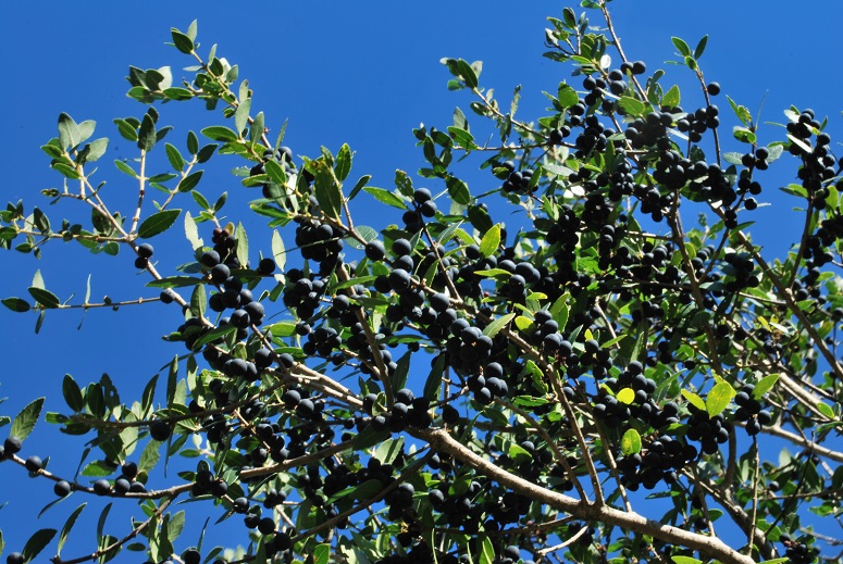 Phillyrea latifolia
