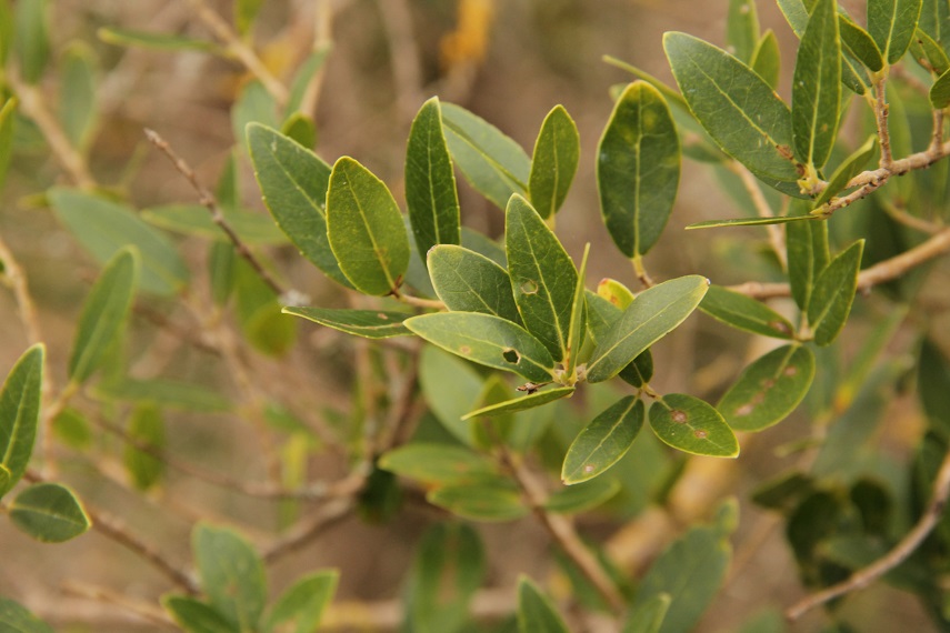 da determinare 2 - Phillyrea latifolia