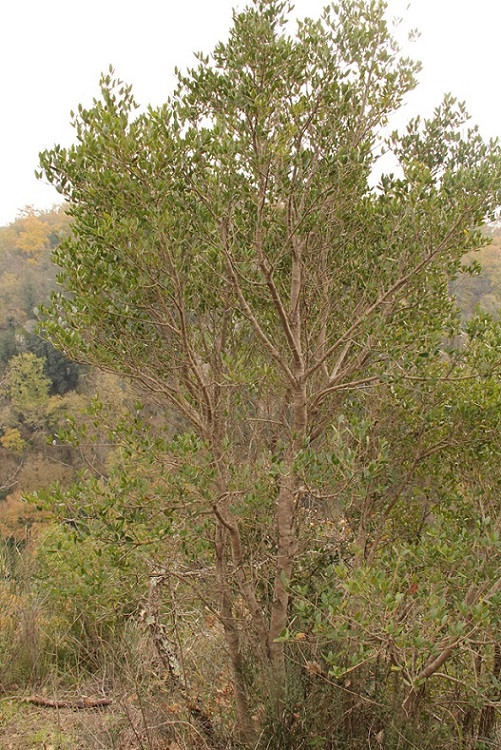 da determinare 2 - Phillyrea latifolia