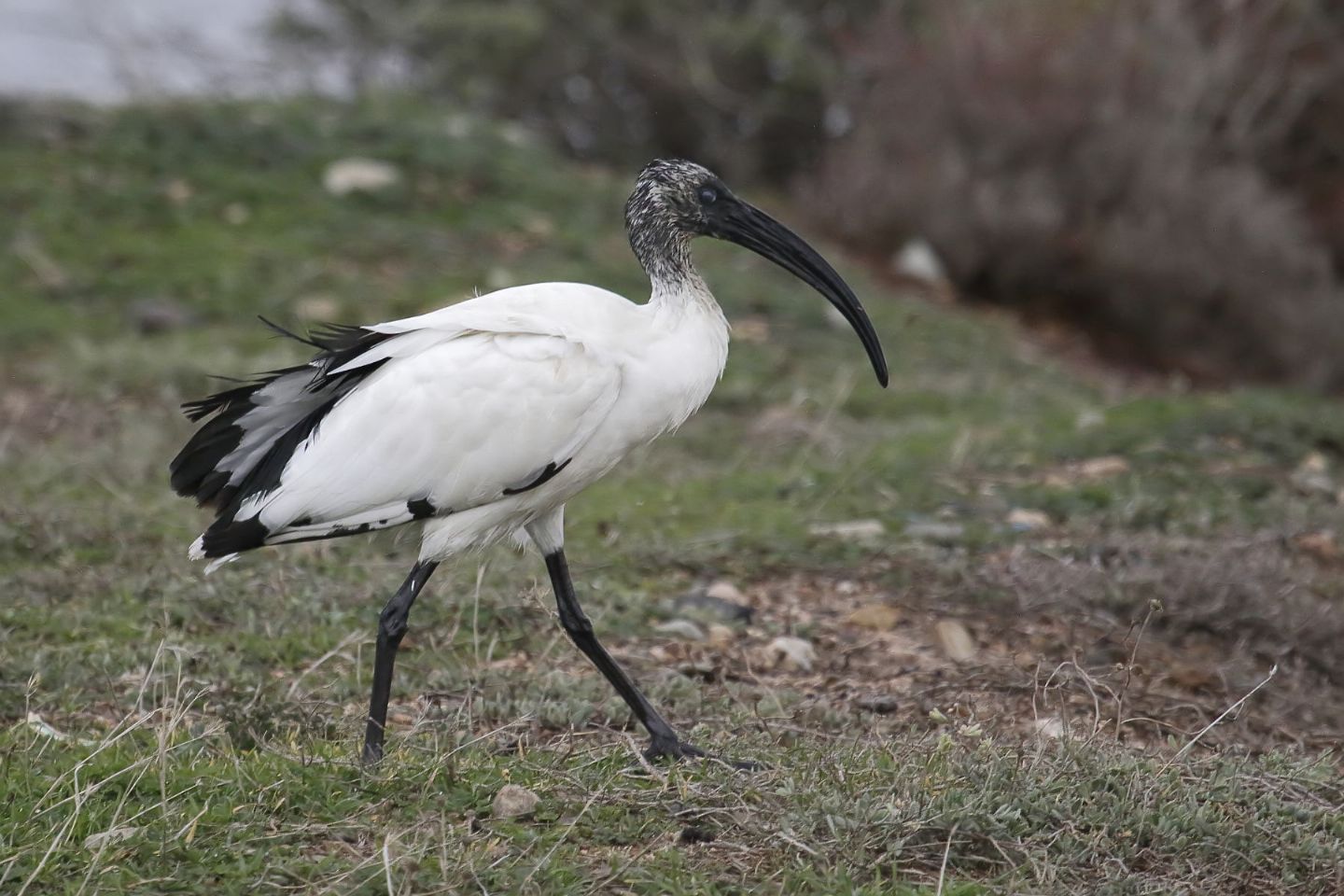 Ibis Sacro (Threskiornis aethiopicus) in Sardegna