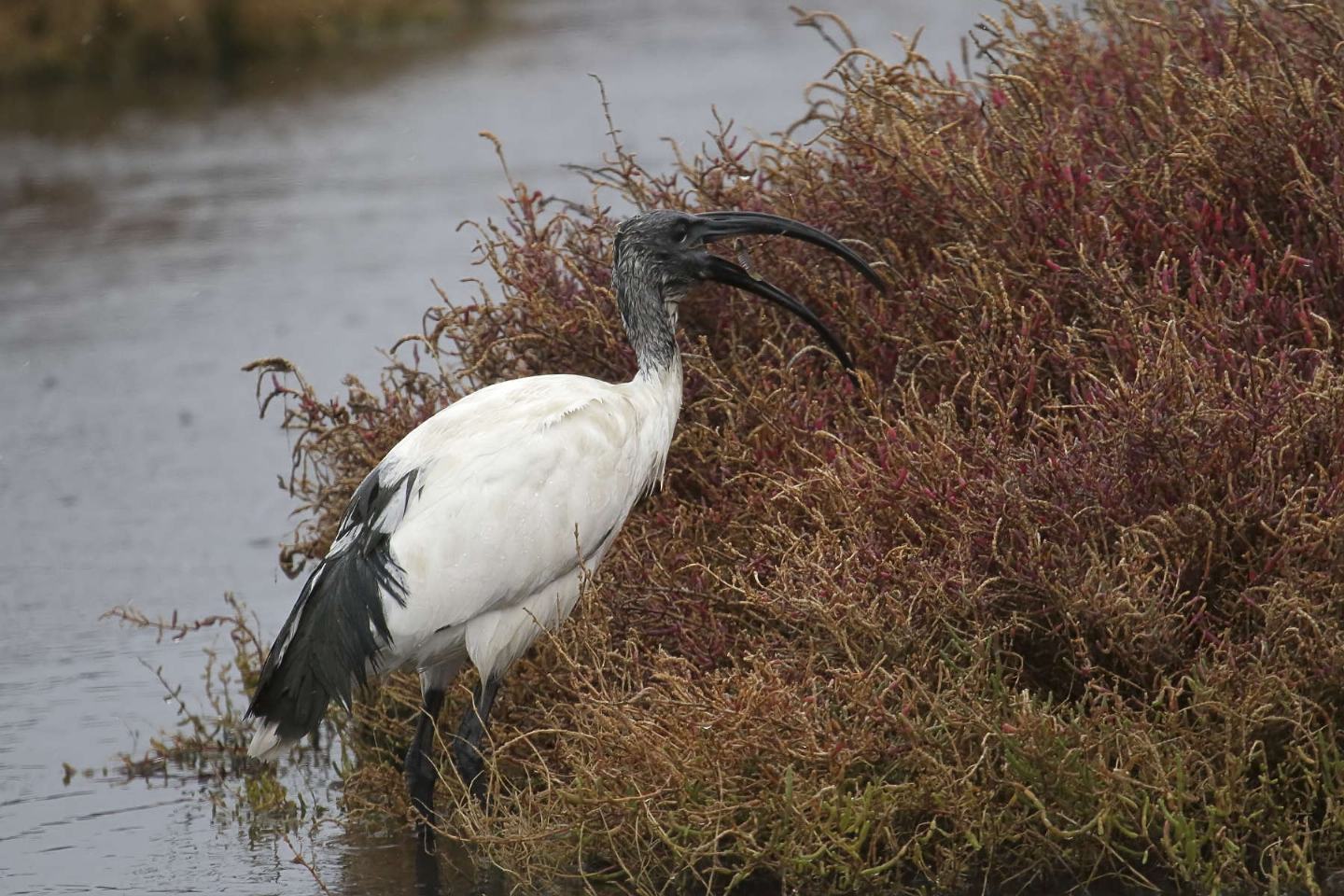 Ibis Sacro (Threskiornis aethiopicus) in Sardegna