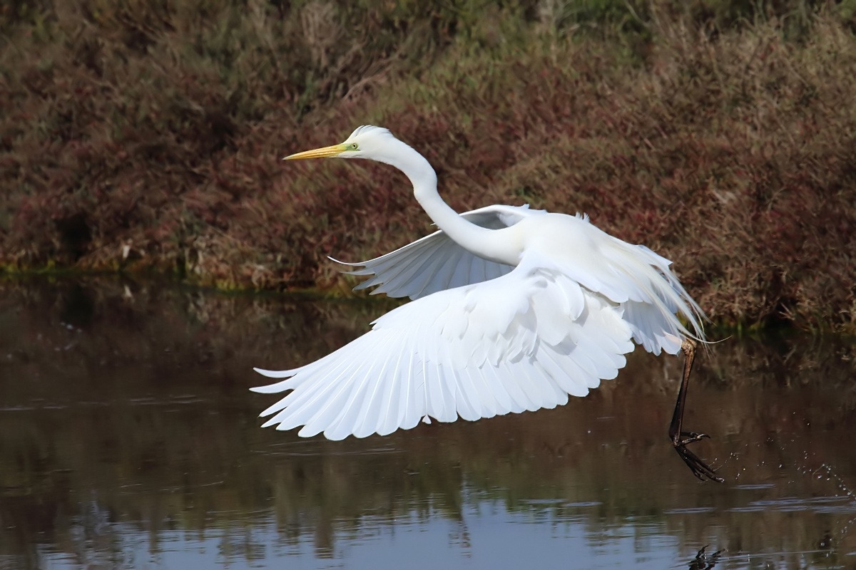 Ad ali spiegate, il sogno di Icaro.