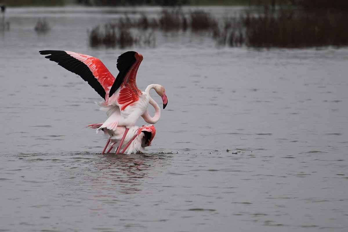 Ad ali spiegate, il sogno di Icaro.