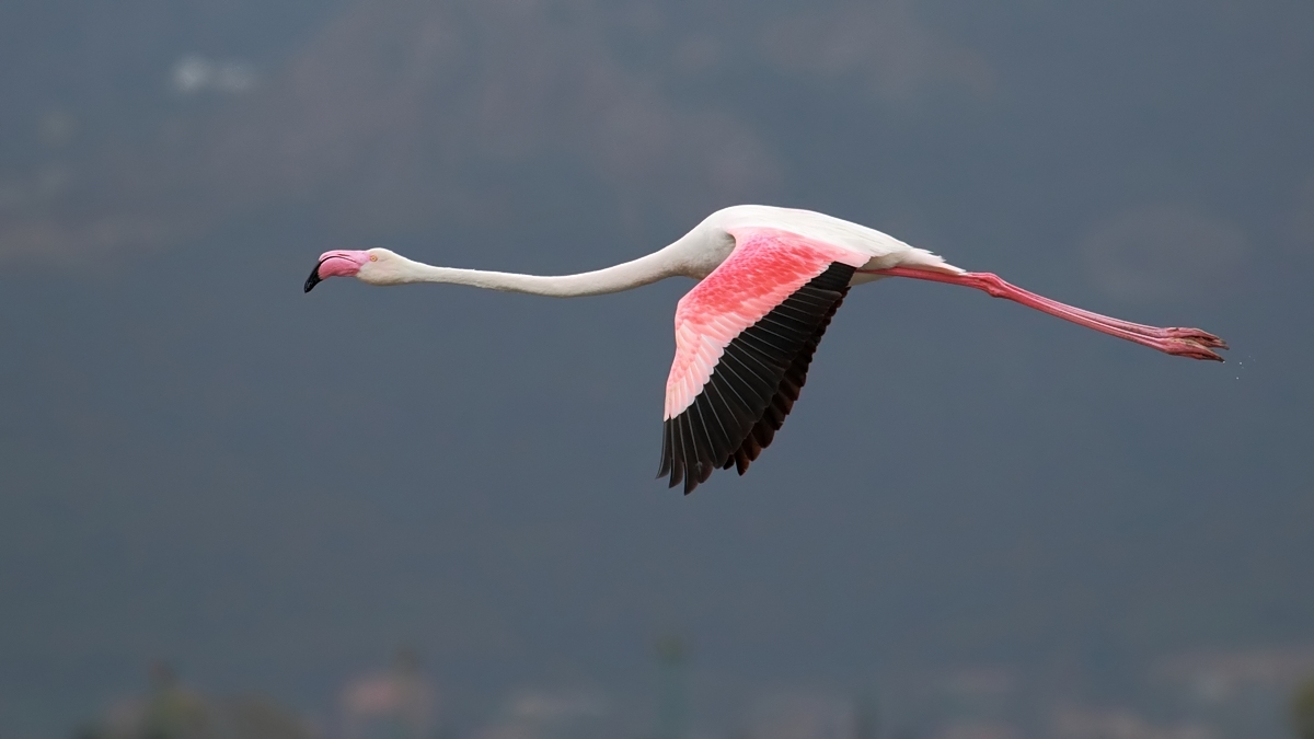 Ad ali spiegate, il sogno di Icaro.