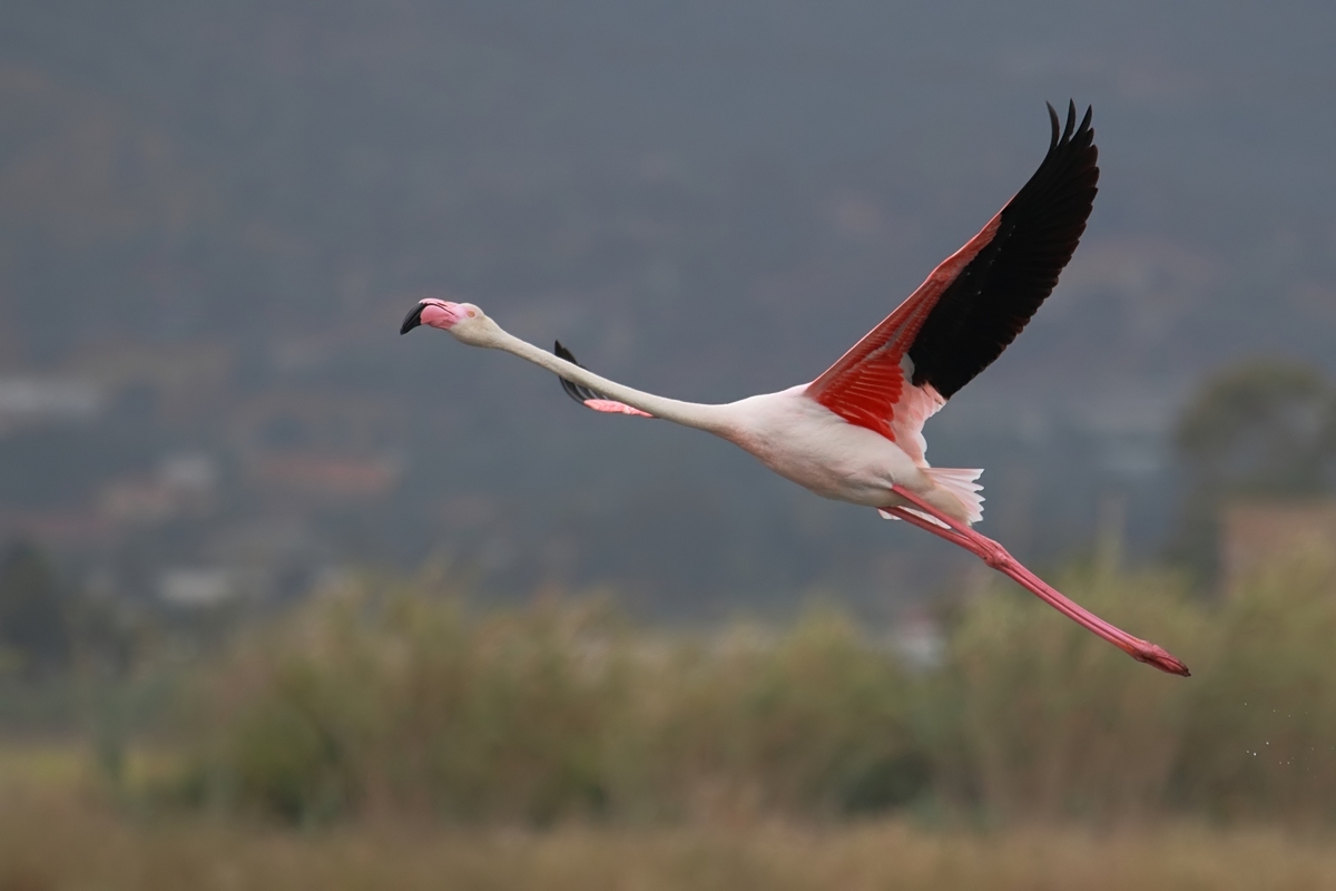 Ad ali spiegate, il sogno di Icaro.