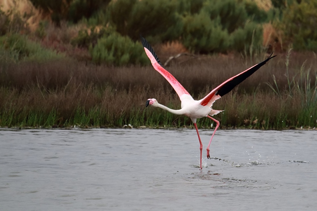 Ad ali spiegate, il sogno di Icaro.