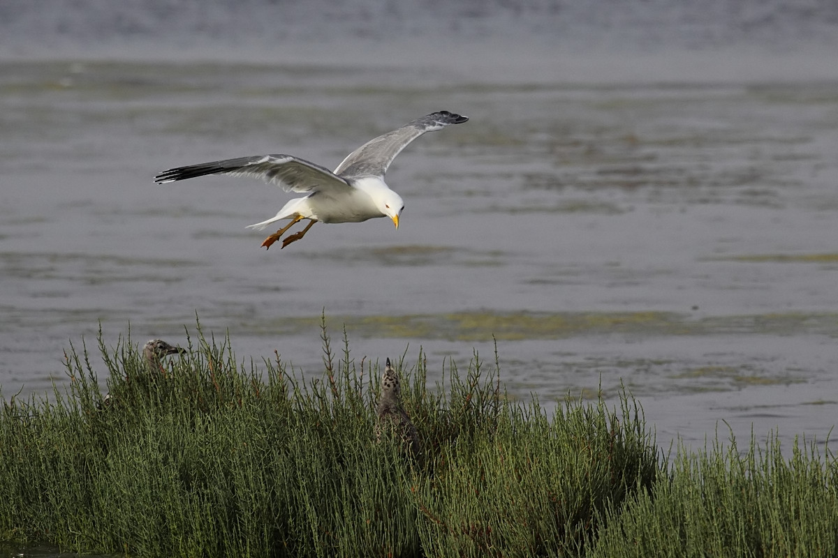 Ad ali spiegate, il sogno di Icaro.