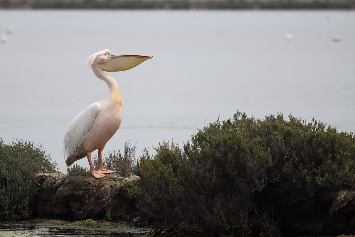 Pellicano a Santa Gilla