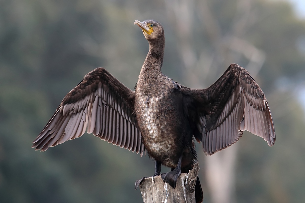 Ad ali spiegate, il sogno di Icaro.