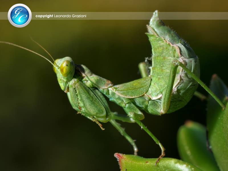 Identificazione Mantide