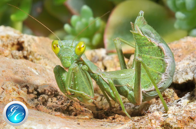Identificazione Mantide