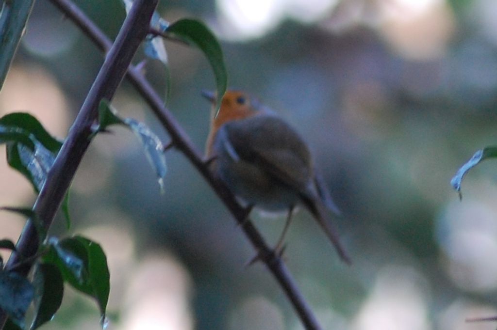 Uccello da identificare - 2