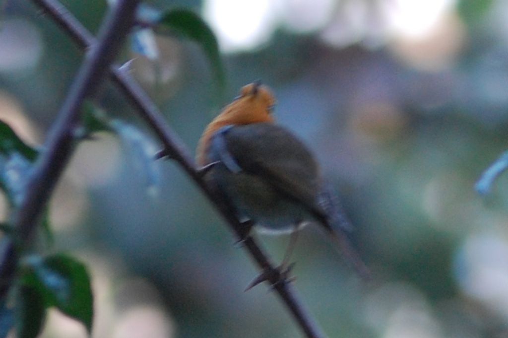 Uccello da identificare - 2