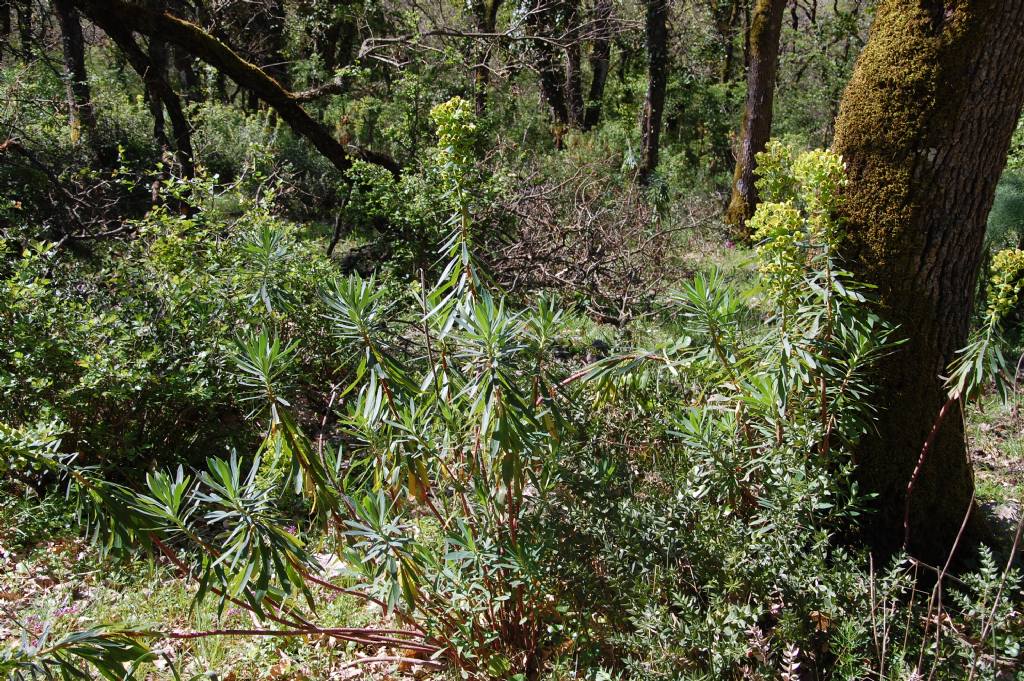 Euphorbia characias del Bosco della Ficuzza