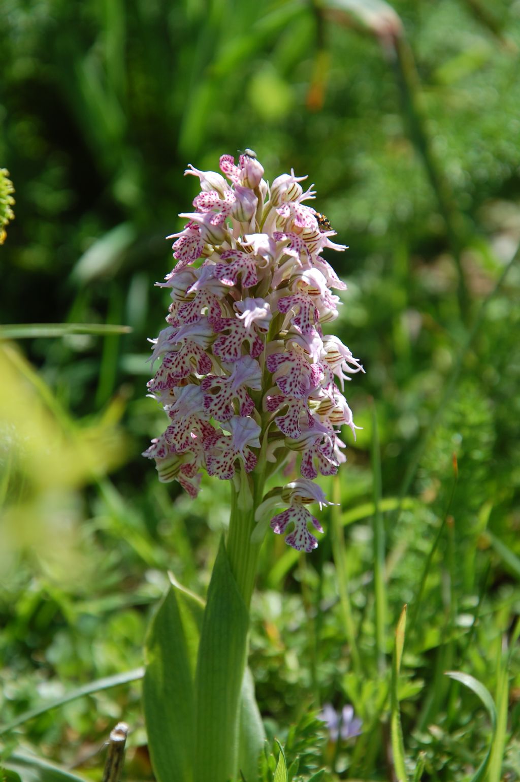 Neotinea lactea / Orchidea lattea
