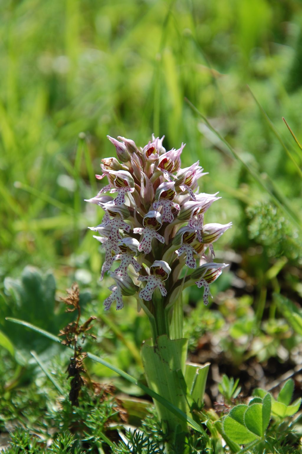 Neotinea lactea / Orchidea lattea