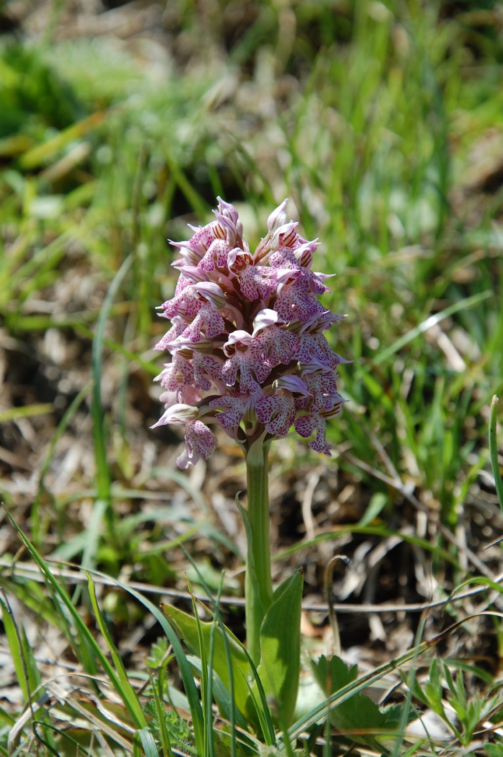 Neotinea lactea / Orchidea lattea