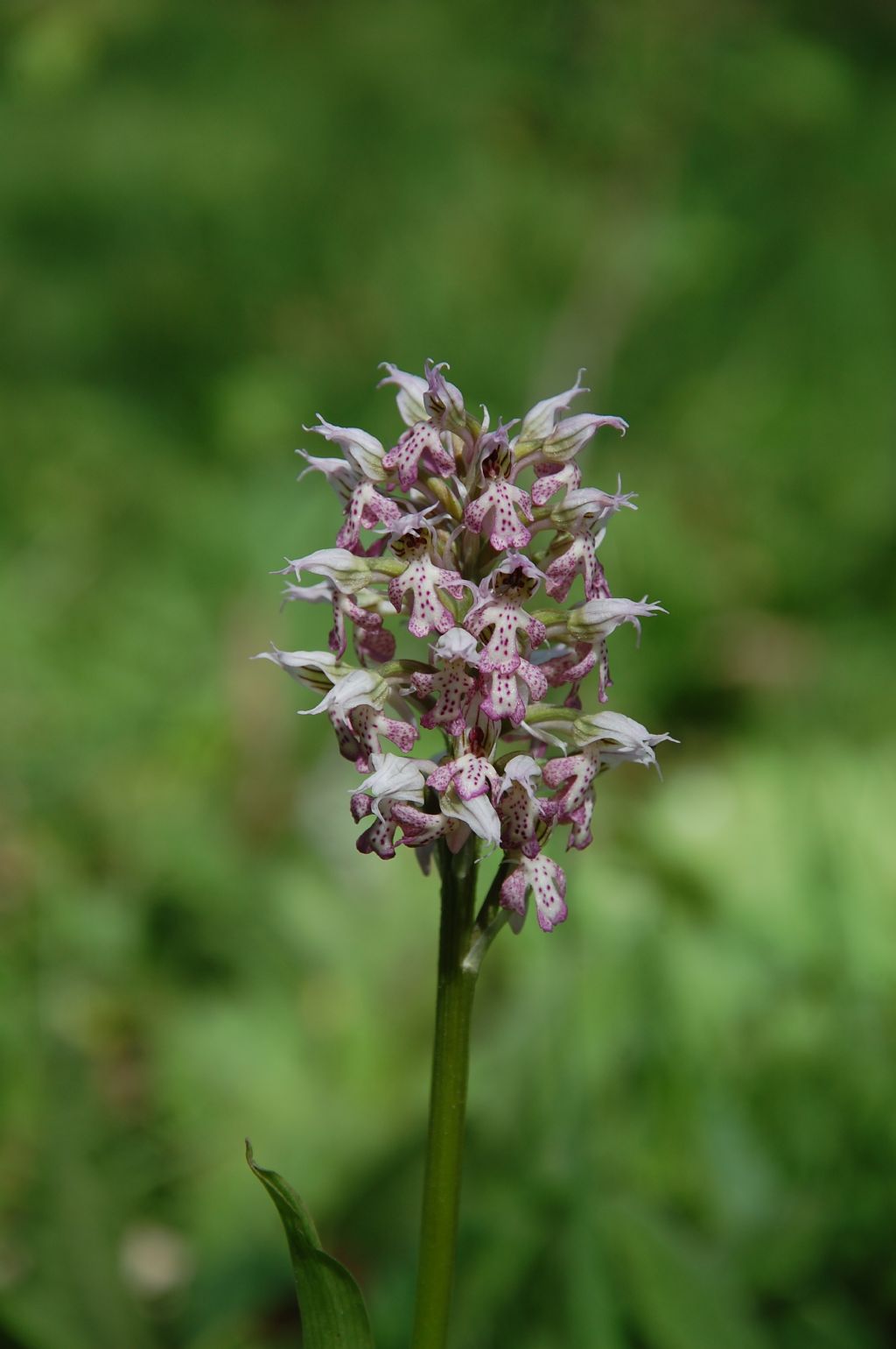 Neotinea lactea / Orchidea lattea