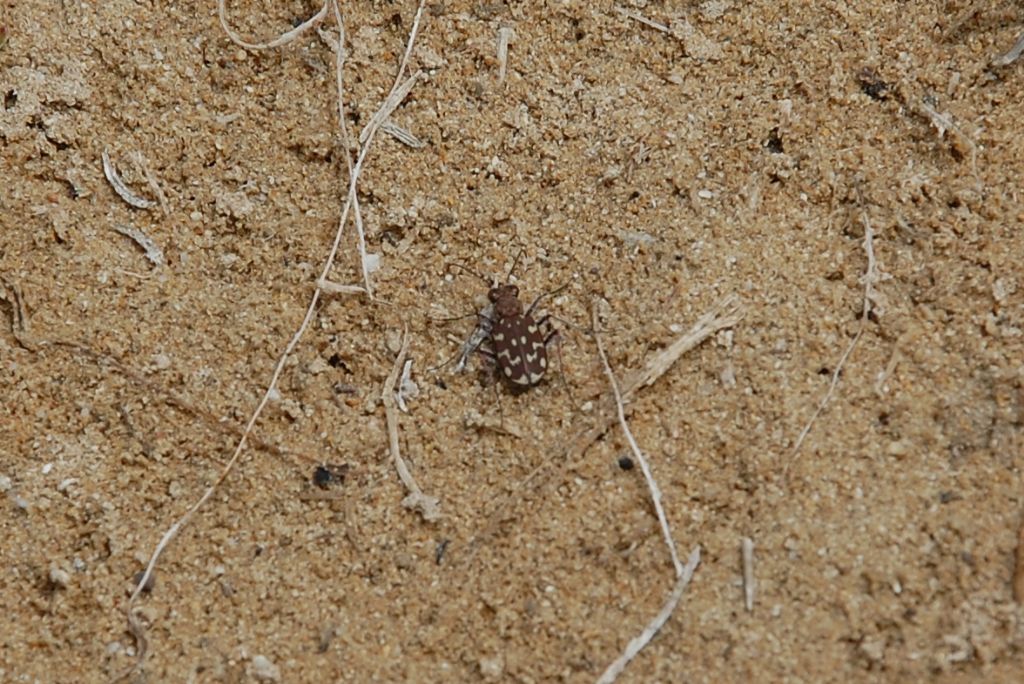 Cicindela di Vendicari 1 - Lophyra flexuosa ?