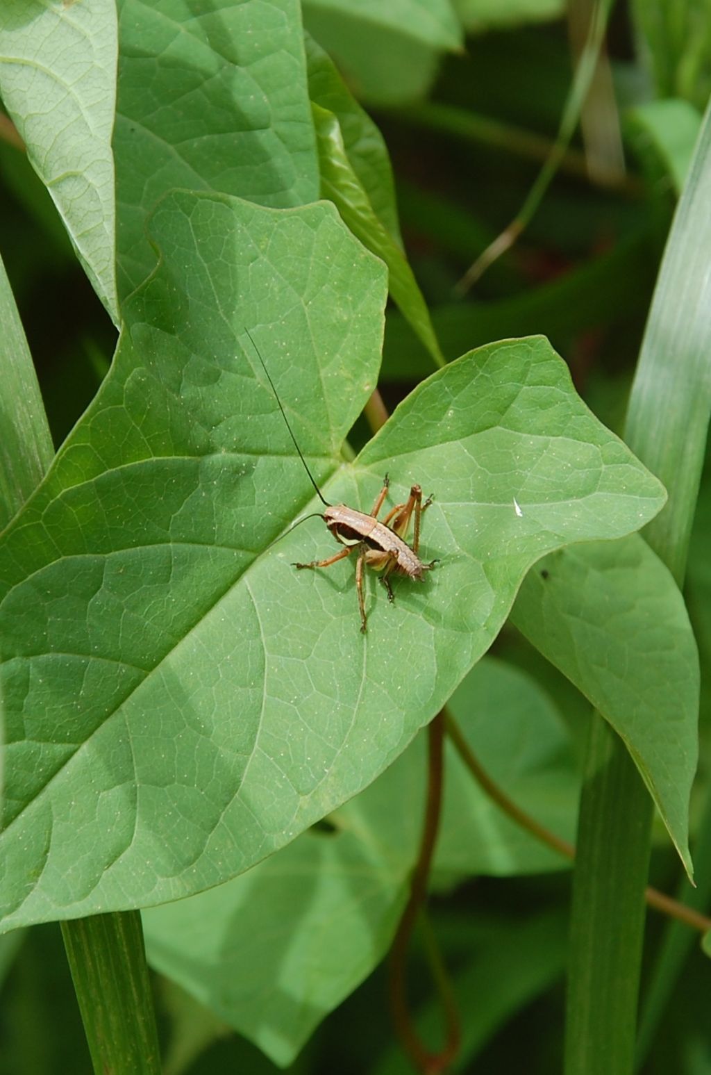 Grillo da identificare - Valle dell''Anapo