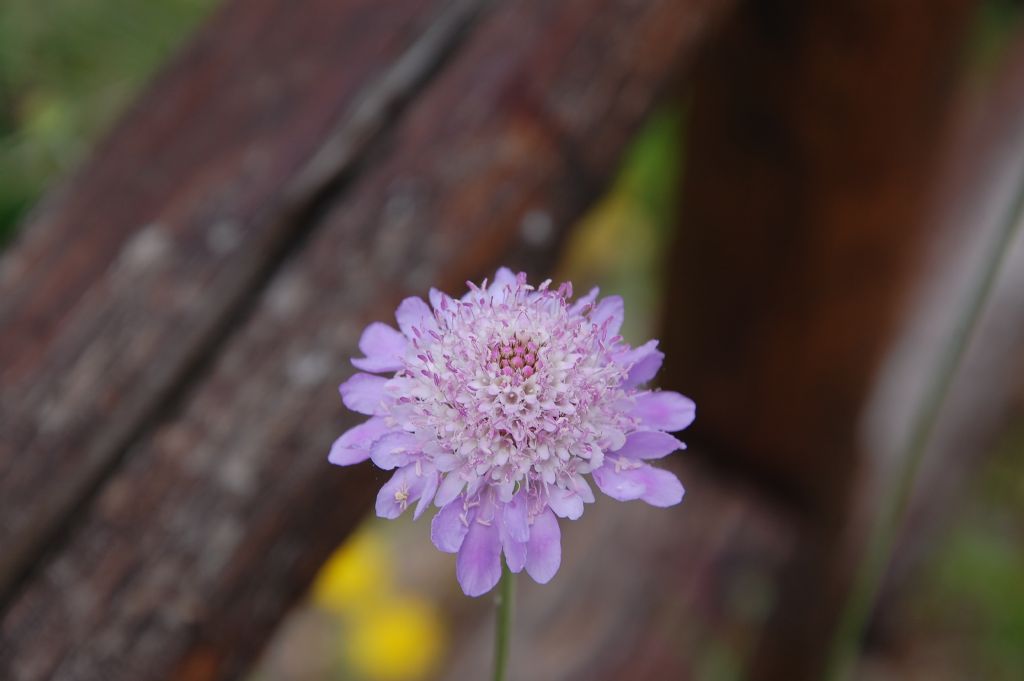 Valle dell''Anapo  - Sixalix  atropurpurea