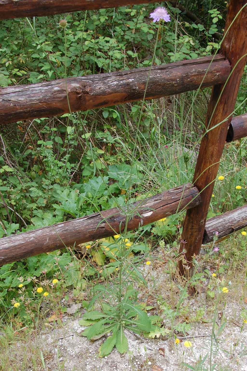 Valle dell''Anapo  - Sixalix  atropurpurea
