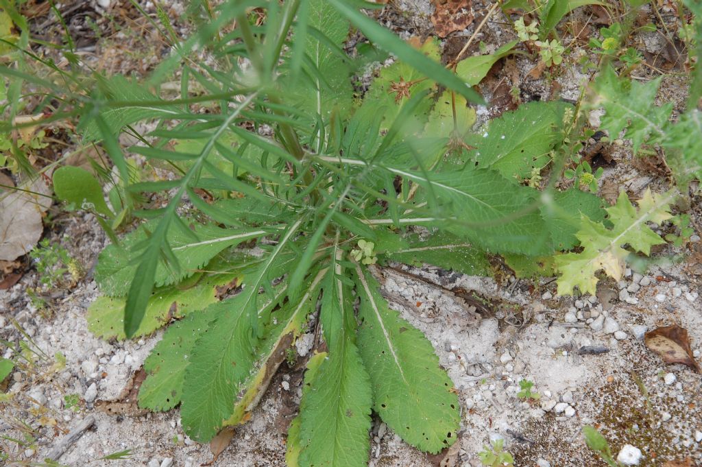 Valle dell''Anapo  - Sixalix  atropurpurea