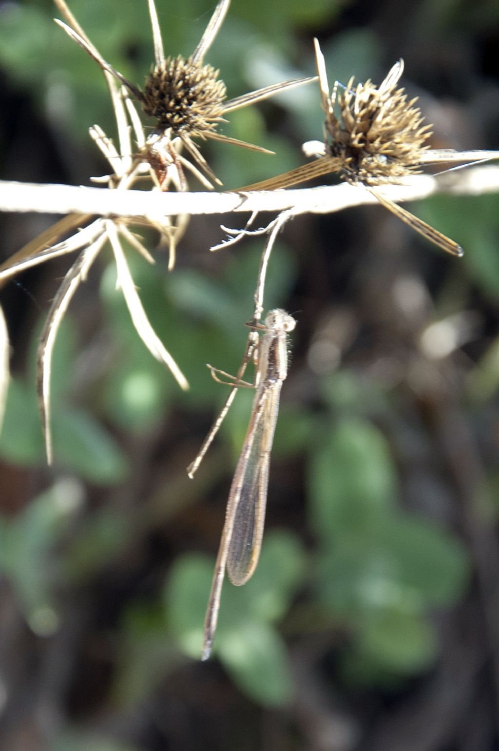 Libellula di Ficuzza