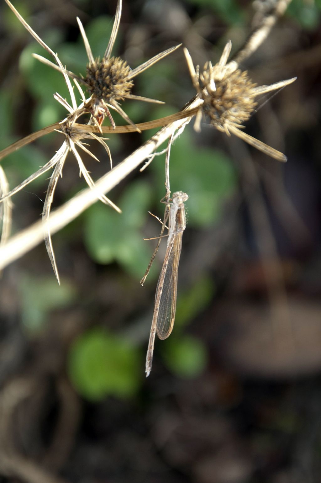 Libellula di Ficuzza