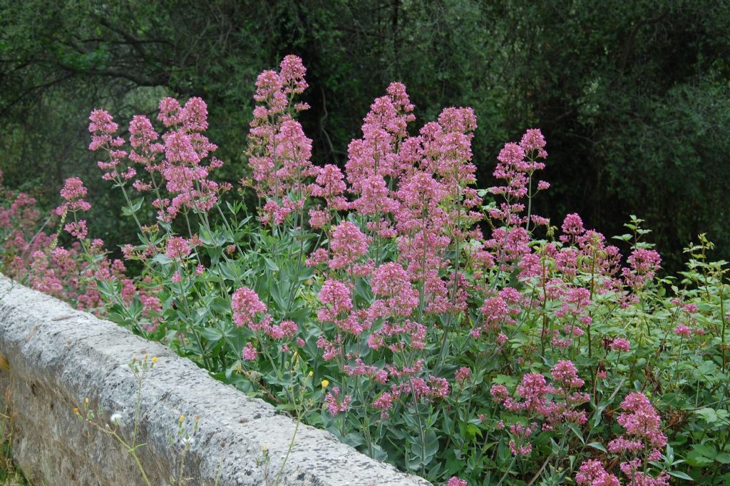 Centranthus ruber / Valeriana rossa