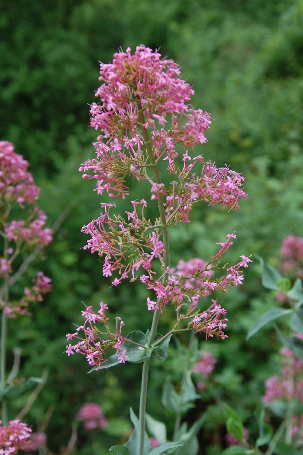 Centranthus ruber / Valeriana rossa