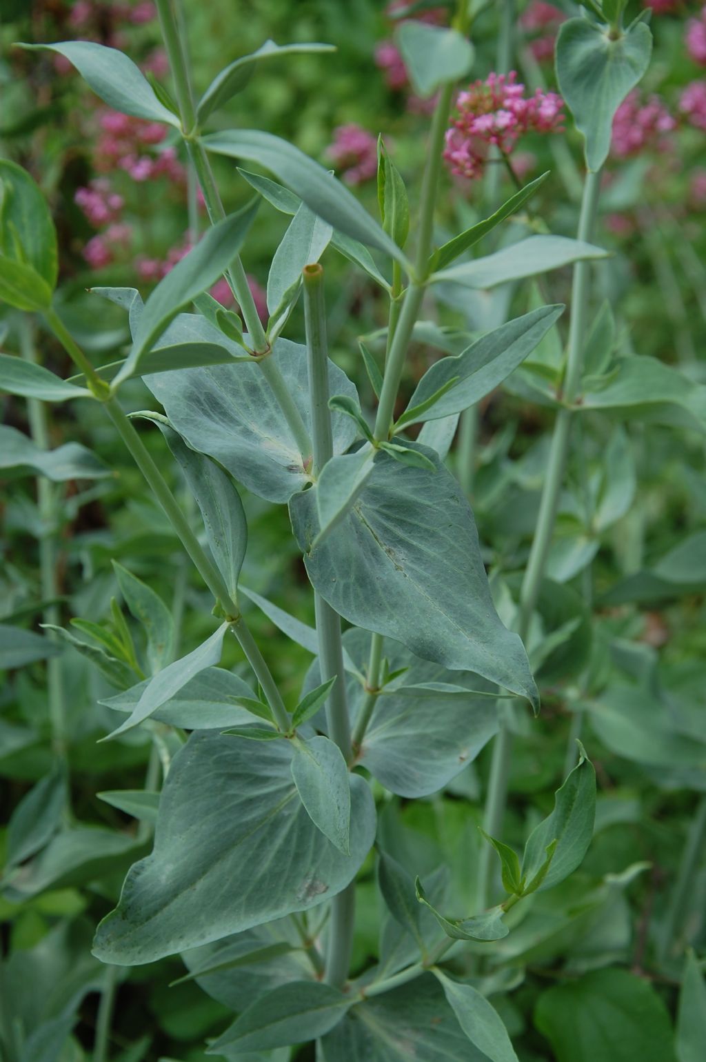 Centranthus ruber / Valeriana rossa