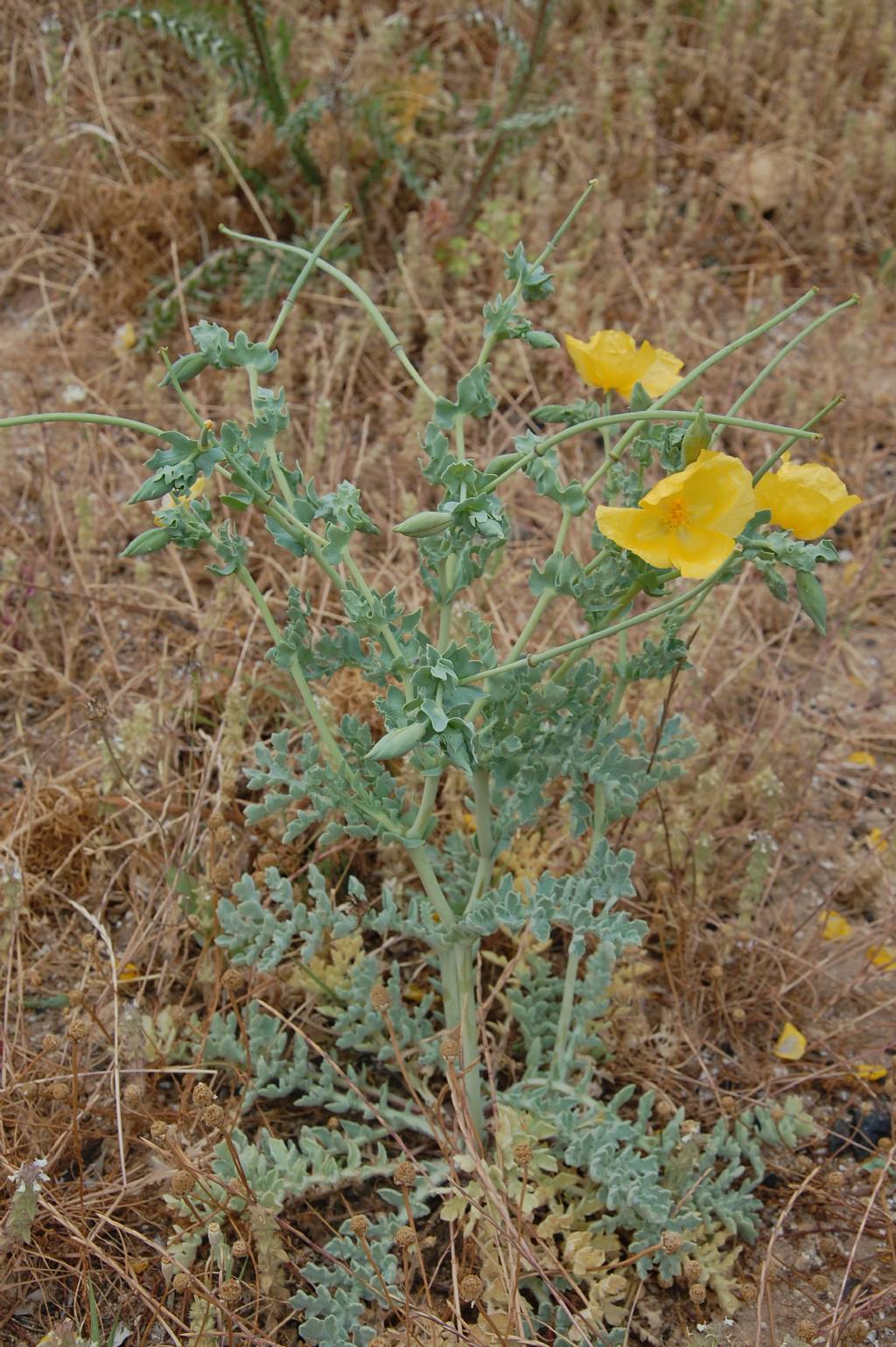 Glaucium flavum