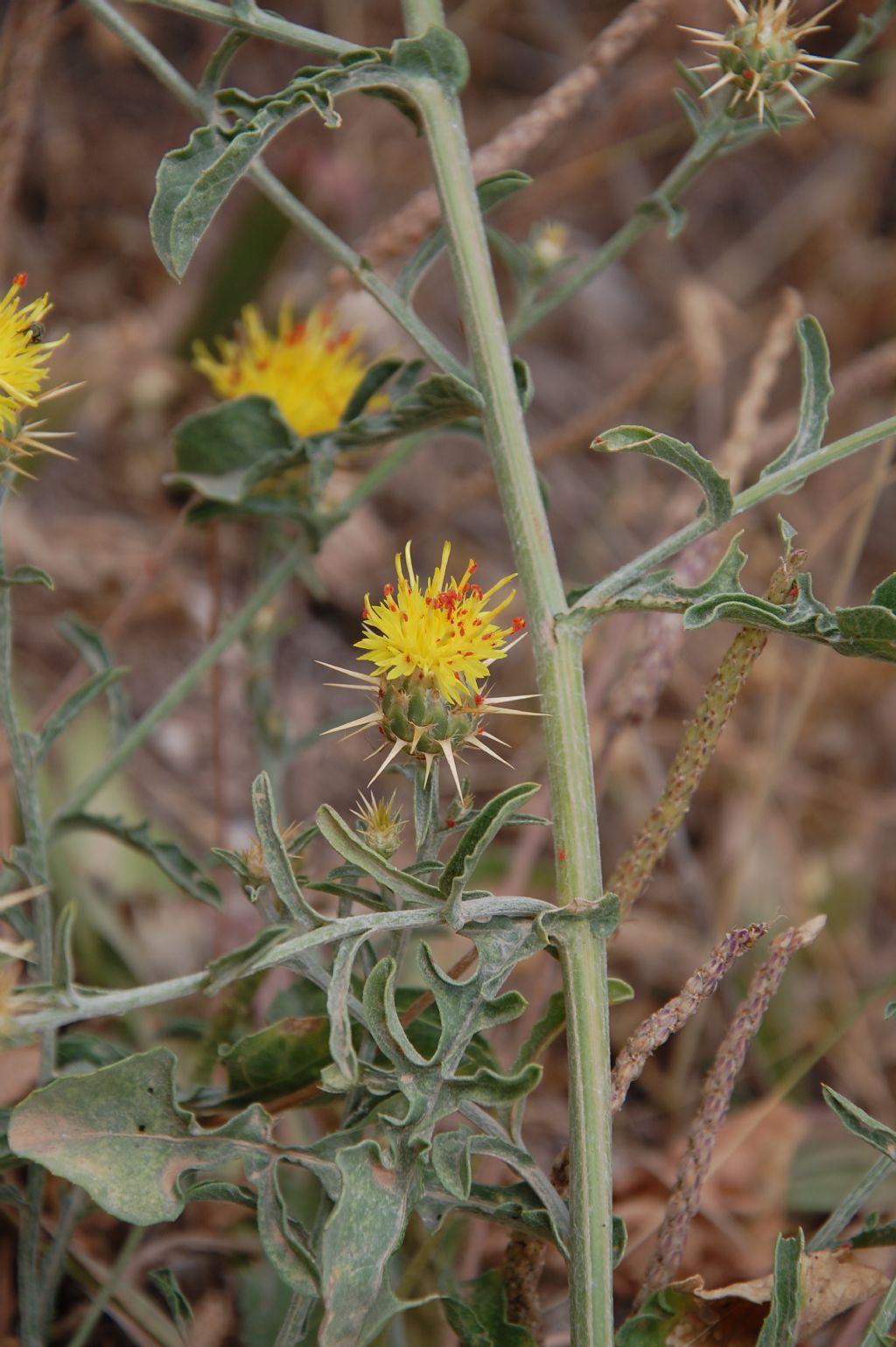 Centaurea sicula / Fiordaliso siculo