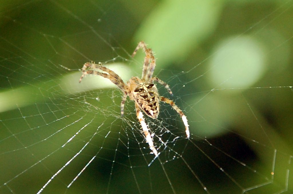 Araneus diadematus - Conero (AN)