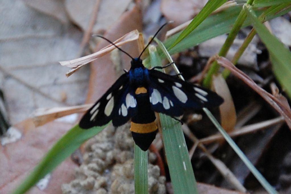 Farfalla del Conero da identificare