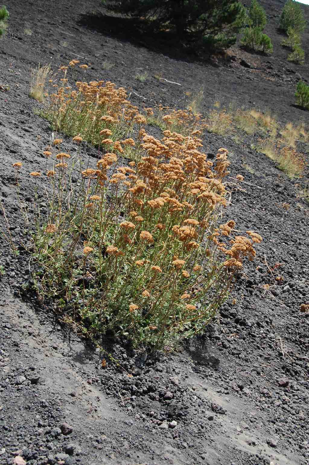 Tanacetum vulgare subsp. siculum / Erba-amara siciliana