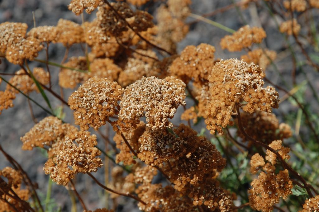 Tanacetum vulgare subsp. siculum / Erba-amara siciliana