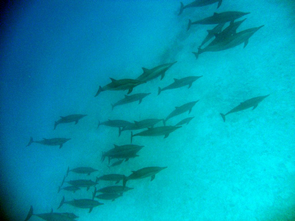 Delfini del mar Rosso (Stenella sp. ?)