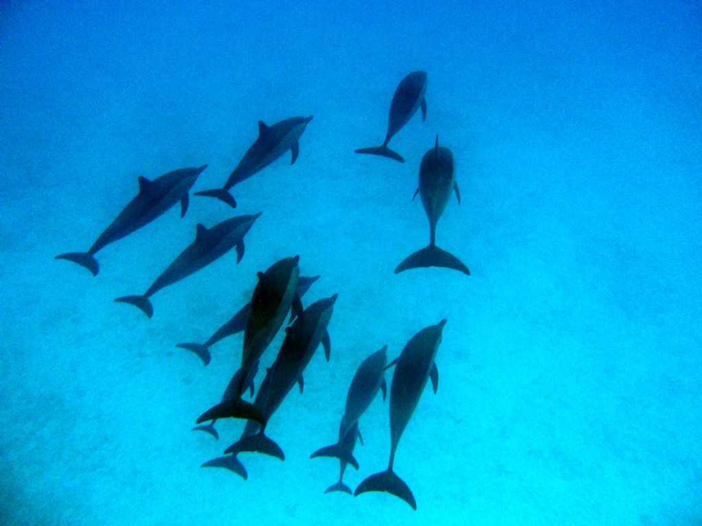 Delfini del mar Rosso (Stenella sp. ?)