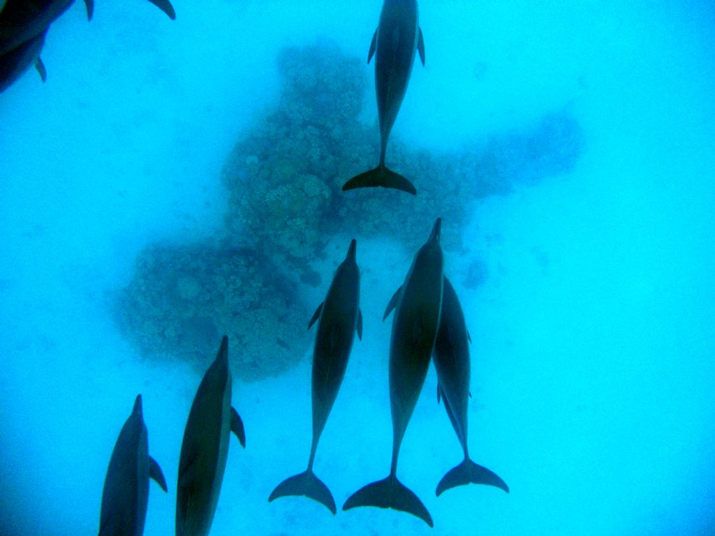 Delfini del mar Rosso (Stenella sp. ?)