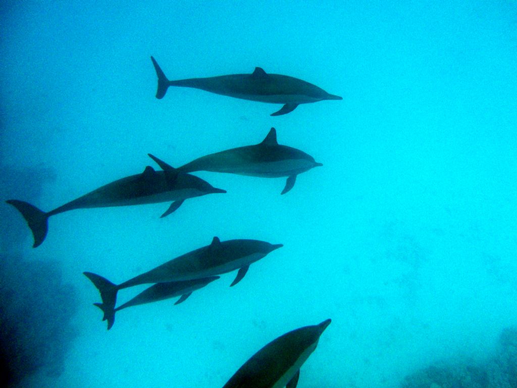 Delfini del mar Rosso (Stenella sp. ?)