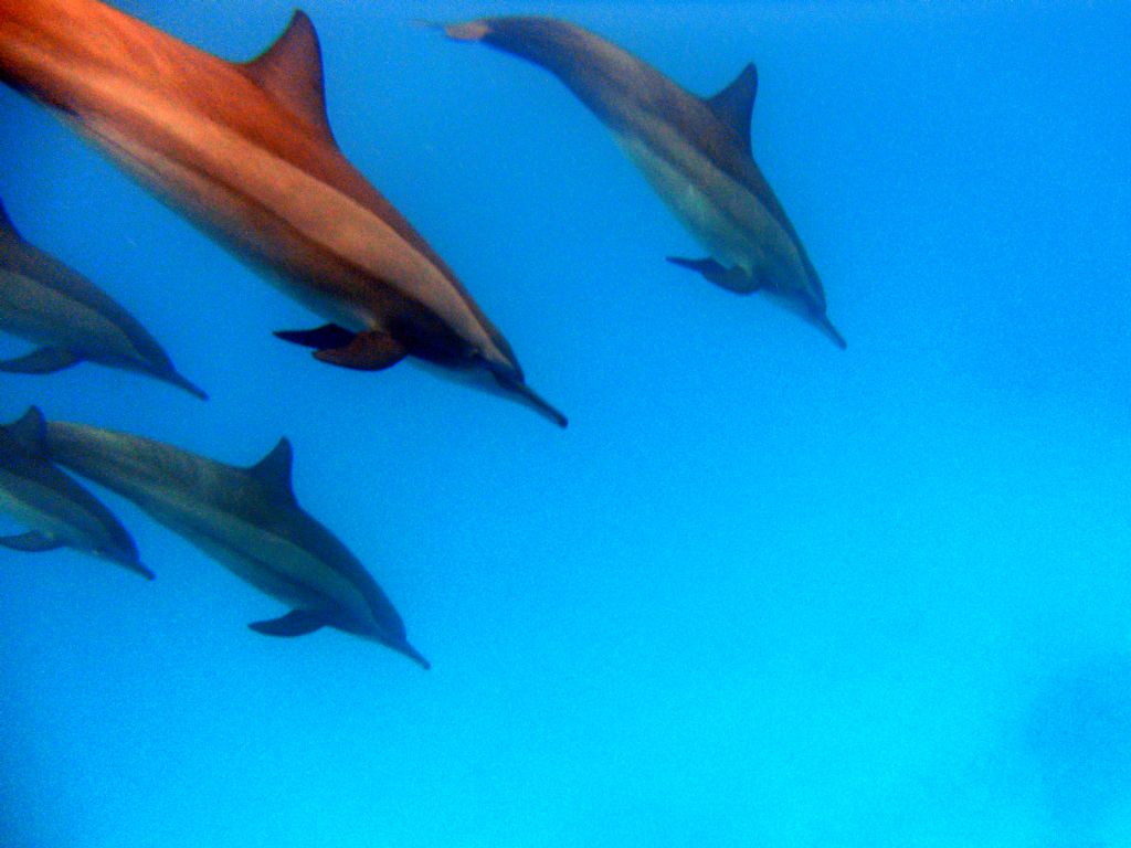 Delfini del mar Rosso (Stenella sp. ?)