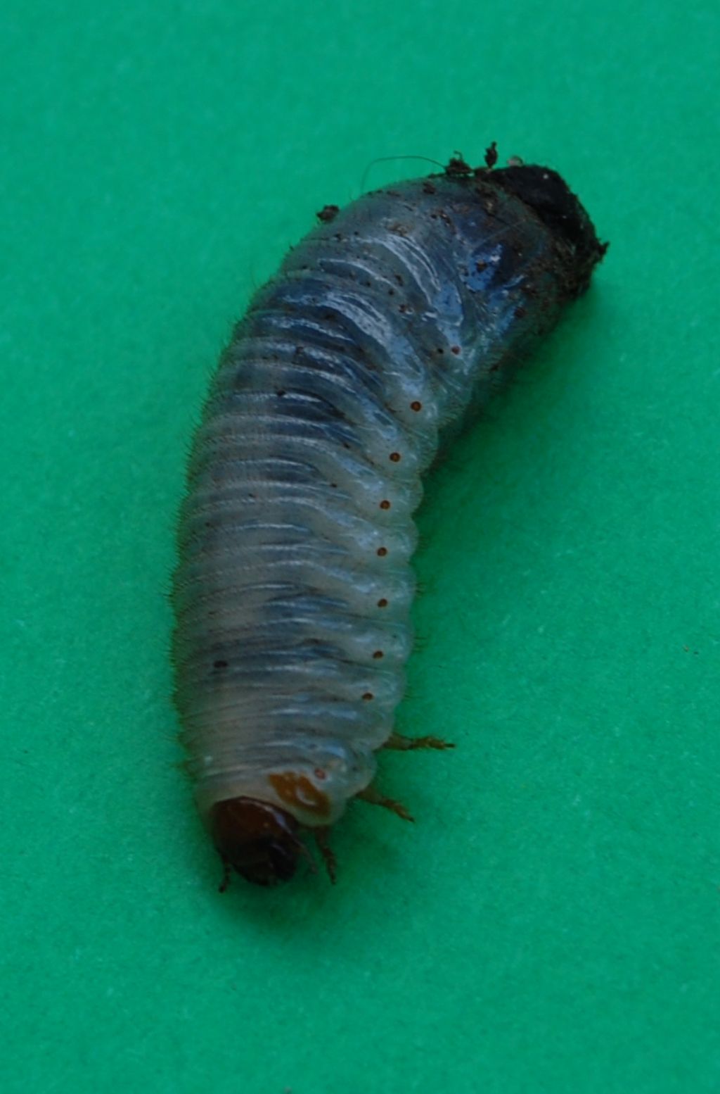 Larva da identificare: Cetoniino?