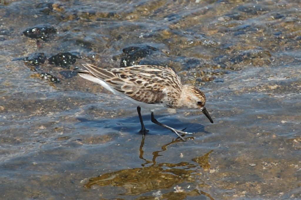 Uccello linosano da identificare