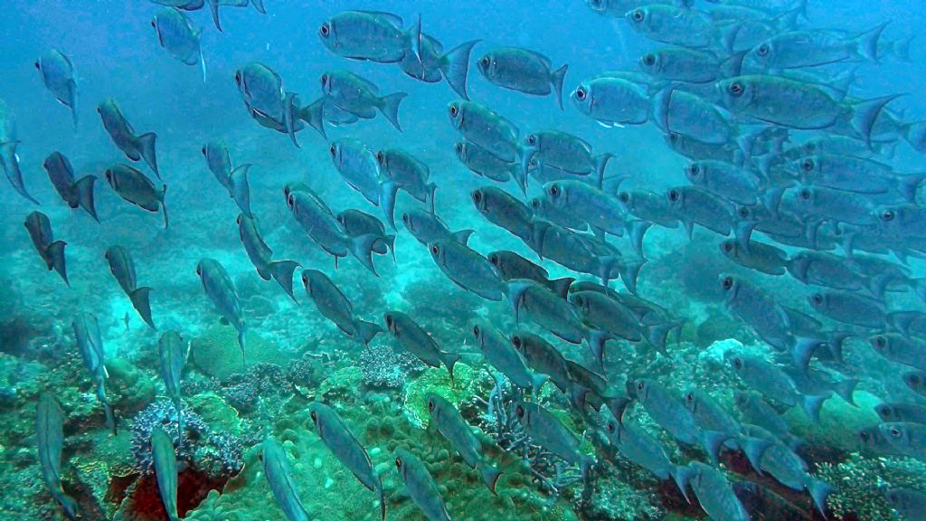 Pesci del Madagascar