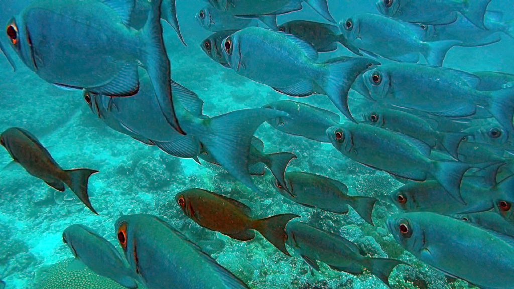 Pesci del Madagascar