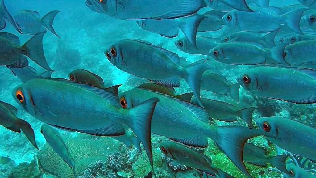 Pesci del Madagascar