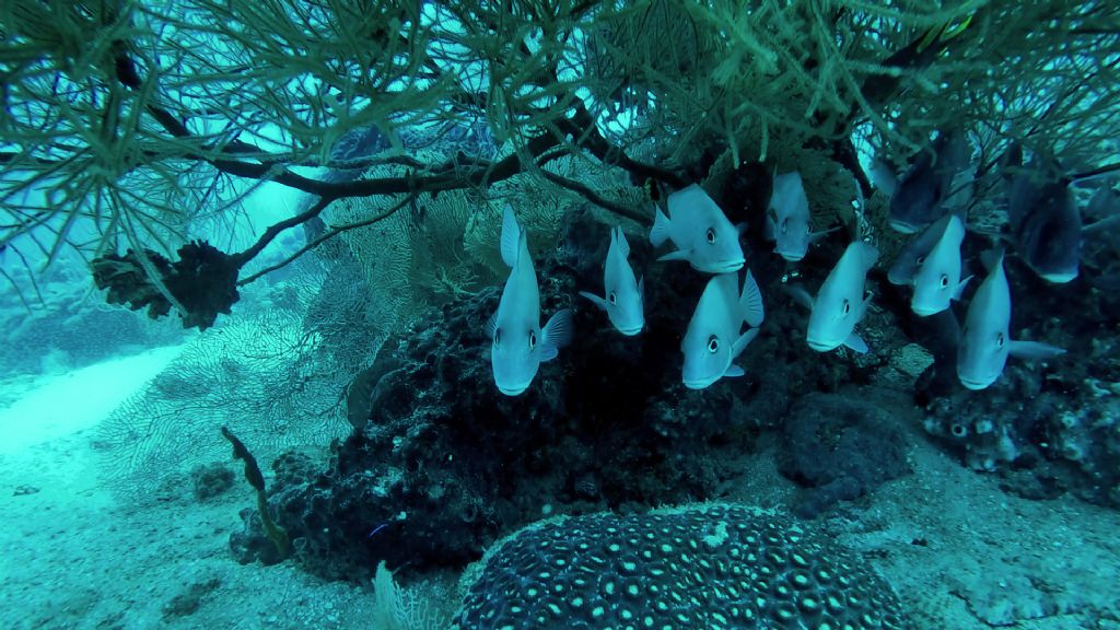 Pesci del Madagascar - 3